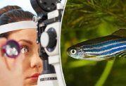 ماده شیمیایی مغز ماهی، نابینایی را درمان می کند؟!