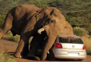 مرگ زن آفریقای به علت لگد کوب شدن توسط فیل ها