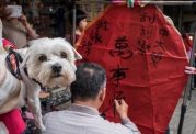 خوردن گوشت سگ و گربه در تایوان ممنوع شد