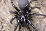 توصیه های پزشکی هنگام مواجهه با نیش عنکبوت