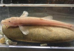 کشف اولین ماهی غارنشین اروپایی در آلمان
