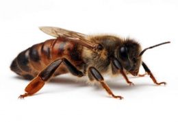 زنبور عسل و زنبور وحشی چه تفاوتی با هم دارند؟