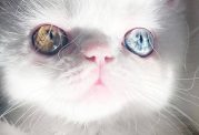 گربه ای با چشم های هیپنوتیزم کننده