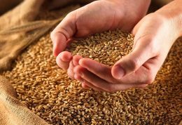 آیا گندم برای سلامتی مفید است؟