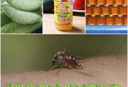دفع حشرات با محصولات طبیعی و گیاهی