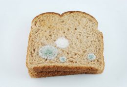 عواقب خوردن نان کپک زده چیست؟