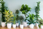 معرفی 9 گیاه آپارتمانی مناسب فصل