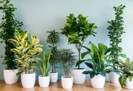 معرفی 9 گیاه آپارتمانی مناسب فصل