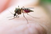 آیا امکان انتقال ایدز از طریق نیش حشرات وجود دارد؟
