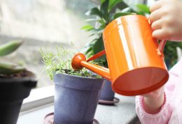 راه و روش صحیح مراقبت از گیاهان آپارتمانی