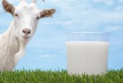 مزایای نوشیدن شیر بز