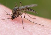 از بین بردن پشه مالاریا با روشی جدید