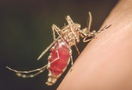مالاریا و تهدیدی جدی برای سلامت در آسیا