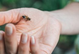 پس از نیش زدن زنبور برای درمان آن چه کار باید کنیم؟