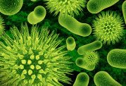 میکروب ها باعث ایجاد چه بیماری های می شوند؟