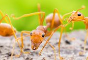 بررسی فواید و خواص درمانی سم مورچه آتشین