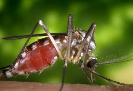 سوپر مالاریا در جهان شیوع می یابد