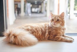 اصول و نکات مربوط به نگهداری از گربه خانگی