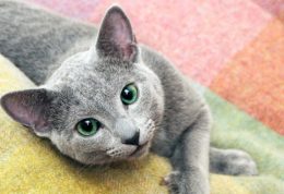 گربه آبی رنگ روسی چه ویژگی هایی دارد؟