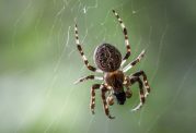 راه های طبیعی برای جلوگیری از ورود عنکبوت ها به خانه