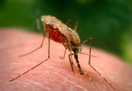 ساخت واکسن مالاریا با اثر بخشی بیشتر با کربوهیدرات ها