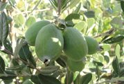 خواص شگفت انگیز میوه فیجوا