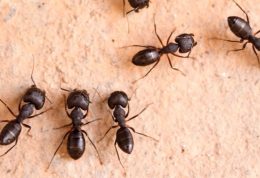 تامين آنتی بيوتيک توسط مورچه ها
