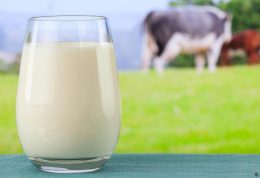 کدام شیر بهترین جایگزین برای شیر گاو است؟