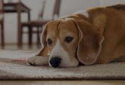 عفونت ادراری در سگ + علائم و راه های درمان