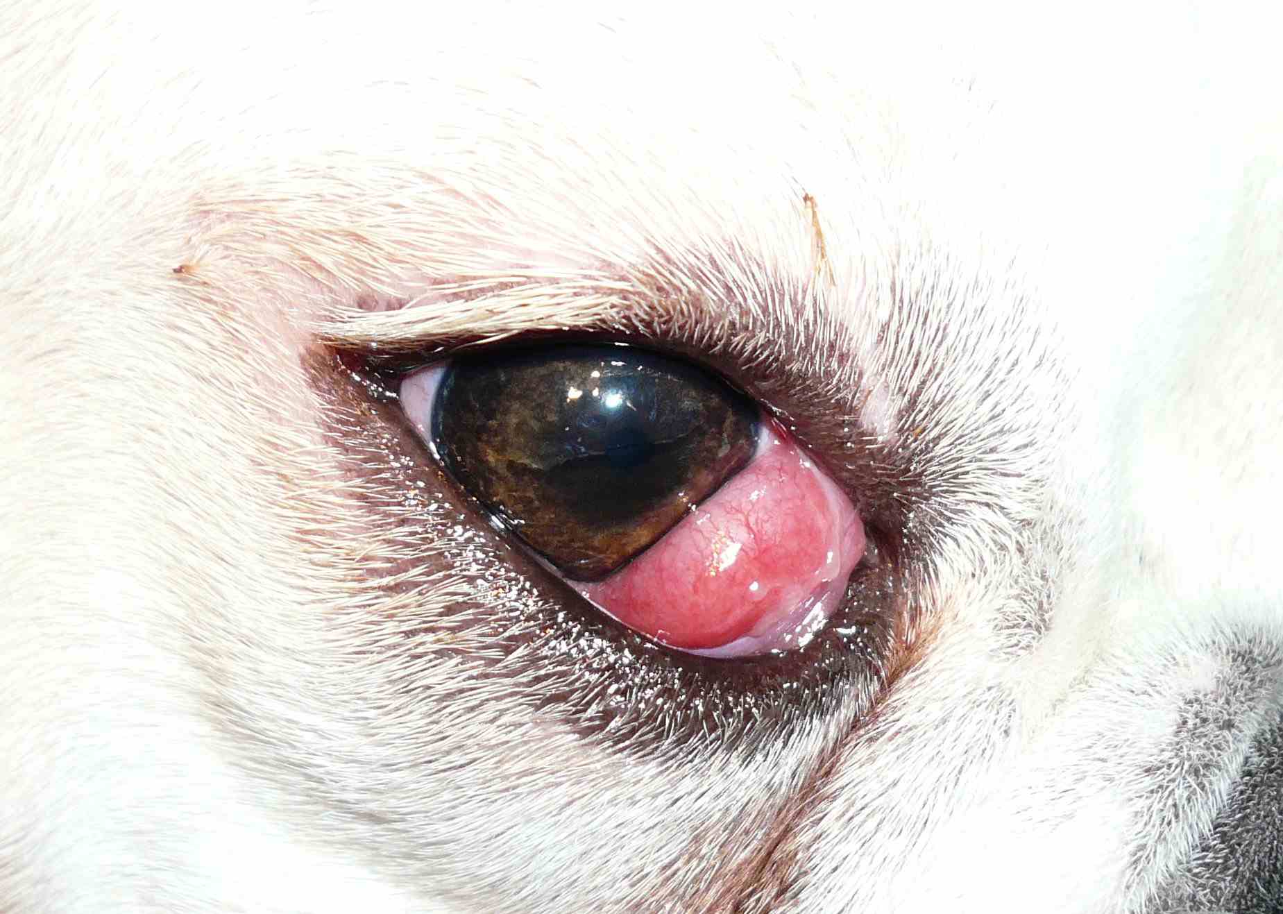 بیماری های چشمی در سگ