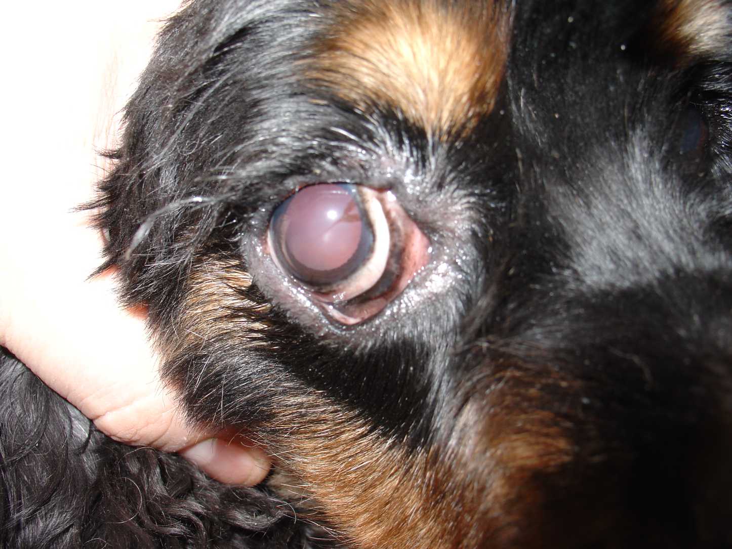 بیماری های چشمی در سگ
