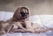 آنفولانزای سگی چیست و چه علائمی دارد؟