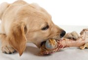 راهنمای تغذیه سگ - برای انواع سگ های خانگی