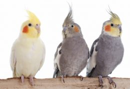 علائم بیماری در پرندگان خانگی چیست؟