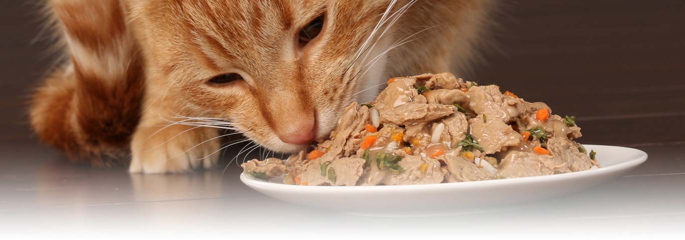 تغذیه گربه خانگی