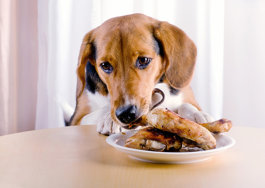 غذا نخوردن سگ