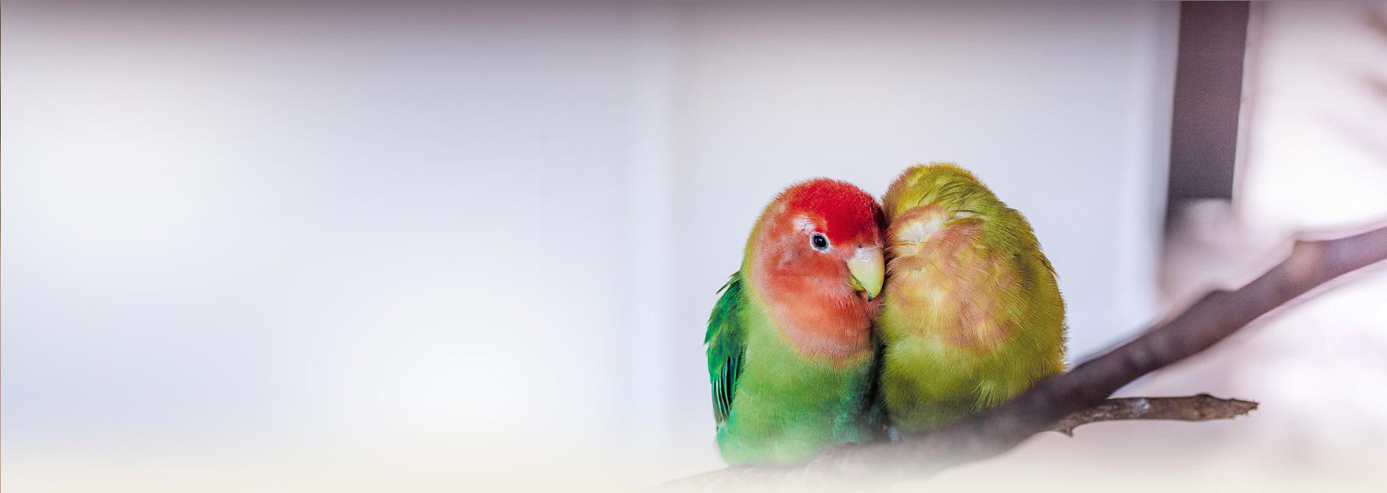 علائم بیماری در پرندگان خانگی چیست؟