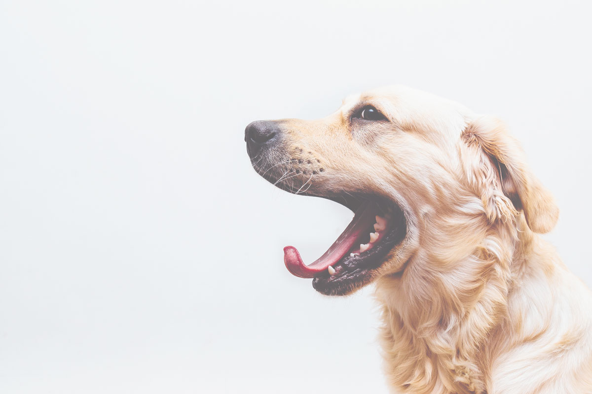 مشکلات رفتاری رایج در سگ های خانگی چیست؟