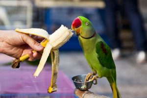 تغذیه پرندگان خانگی