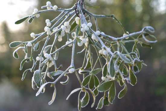 گیاه دارواش (Mistletoe)؛ 6 فایده شگفت انگیز گیاه دارواش