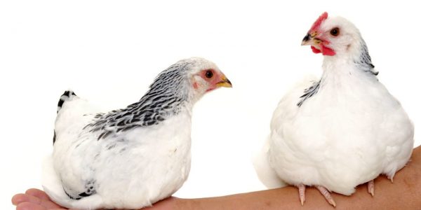 درمان های خانگی پوست مرغی شدن بدن یا کراتوزیس پیلاریس