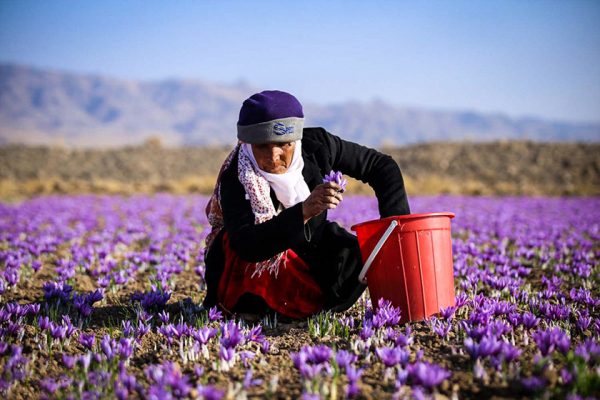 مزایای زعفران