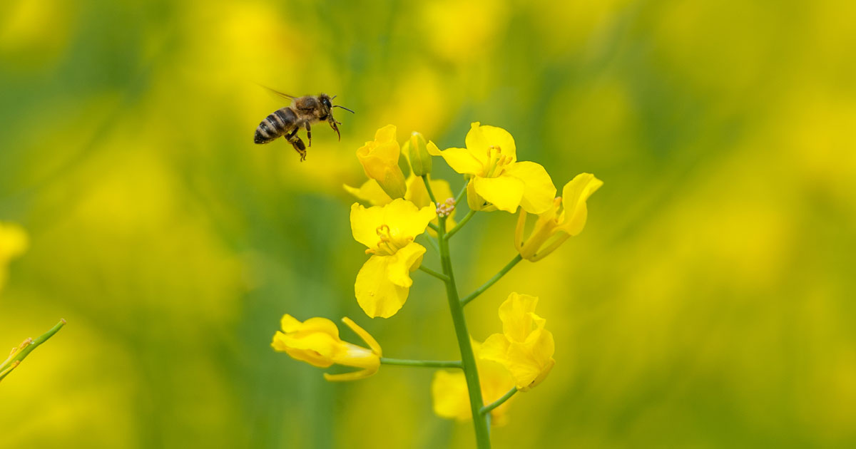 گرده زنبور عسل یا گرده گل