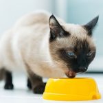 آنزیم های گوارشی برای گربه ها + فواید و نحوه مصرف آنها