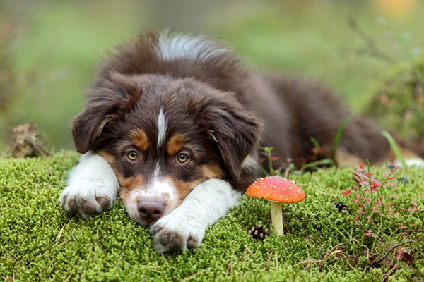 آیا سگ ها می توانند قارچ بخورند؟
