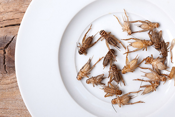 حشرات خوراکی؛ آیا خوردن حشرات واقعاً ایمن است؟