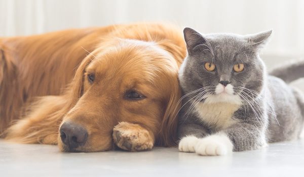 حیوانات خانگی و راه های مقابله با استرس، اضطراب و افسردگی