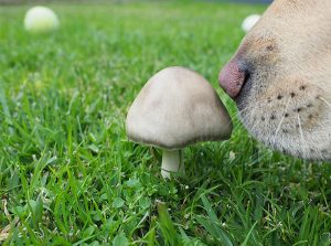 خوردن قارچ برای سگ ها