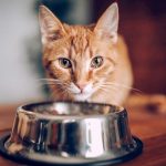 غذای آبدار برای گربه ها + میزان کالری مورد نیاز آنها