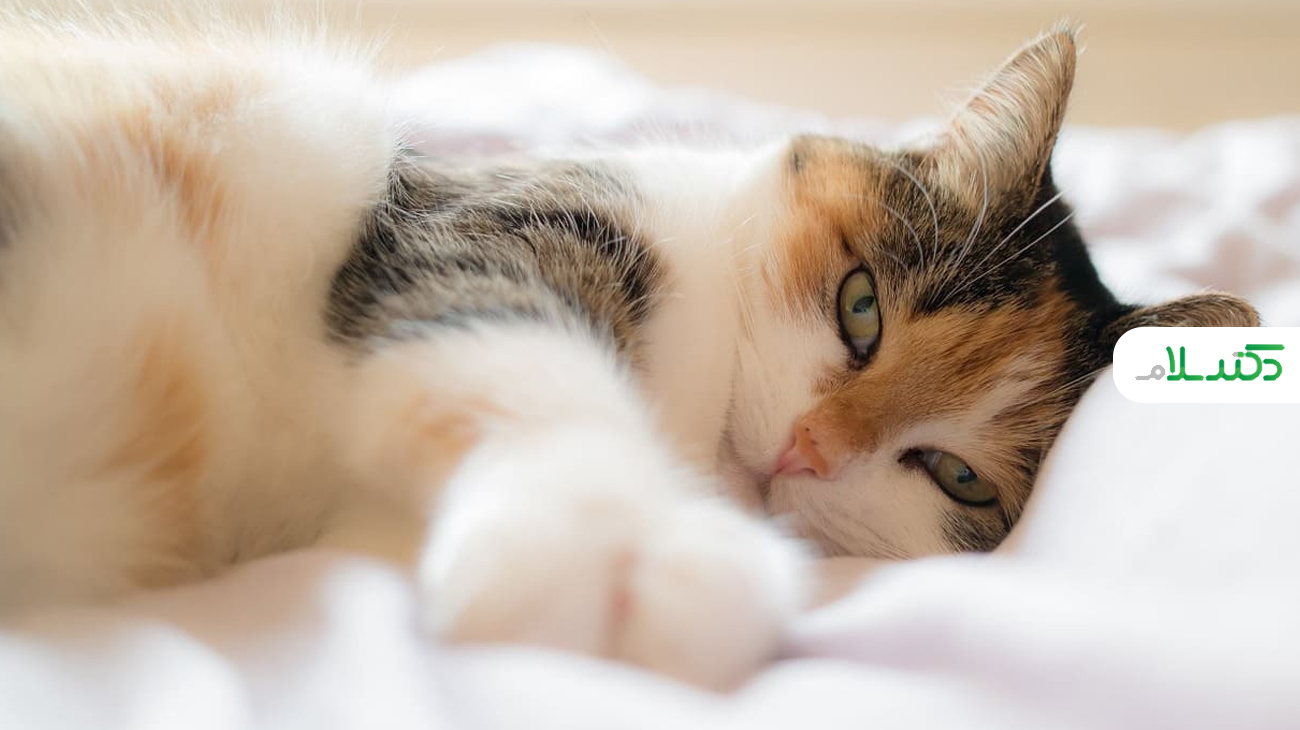 رایج ترین مشکلات بهداشتی در گربه ها